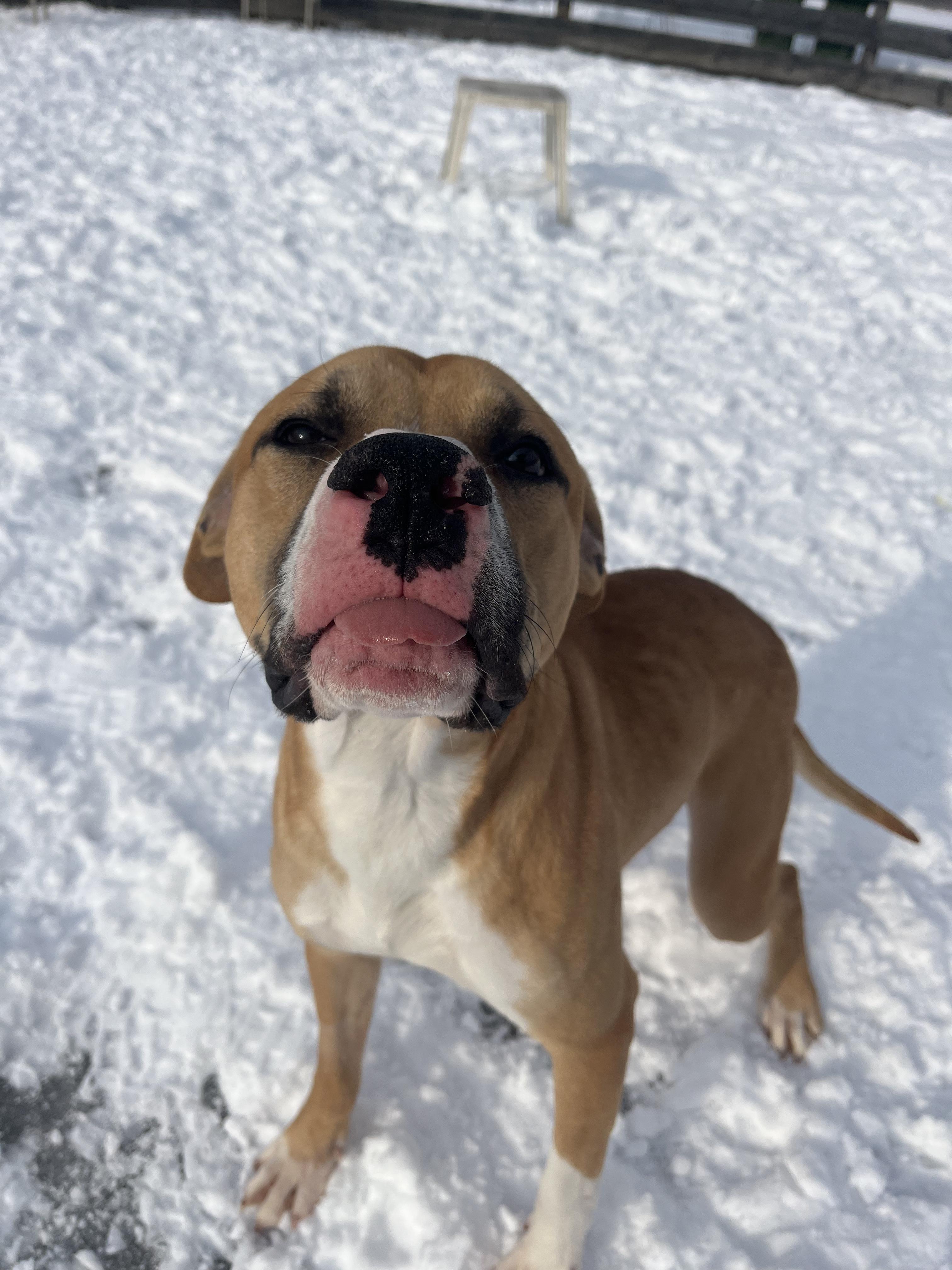 Enlarge Kevin, a ADOPTABLE American Bully in Lisle, ON image 4/4