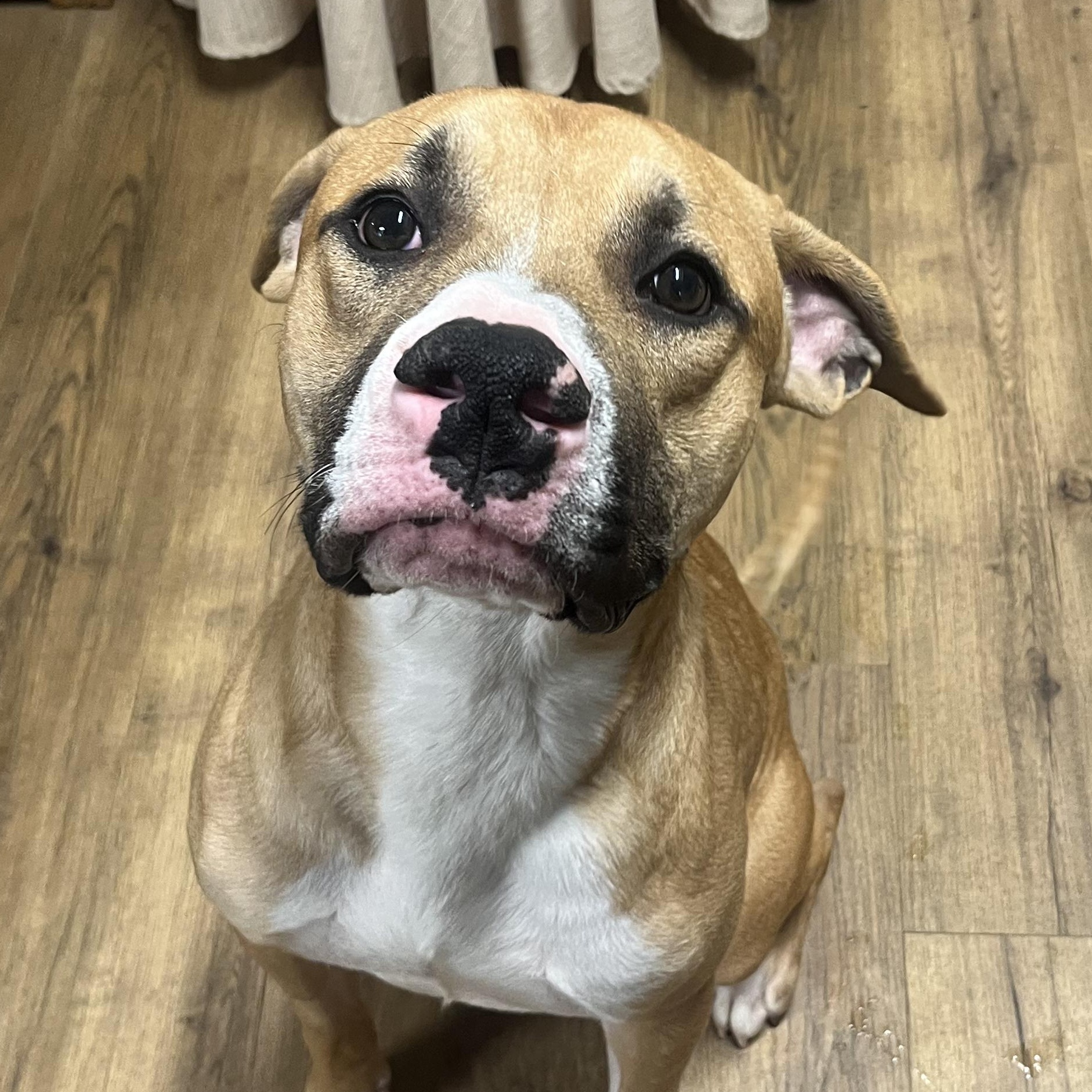 Kevin, ADOPTABLE, Young Male American Bully.