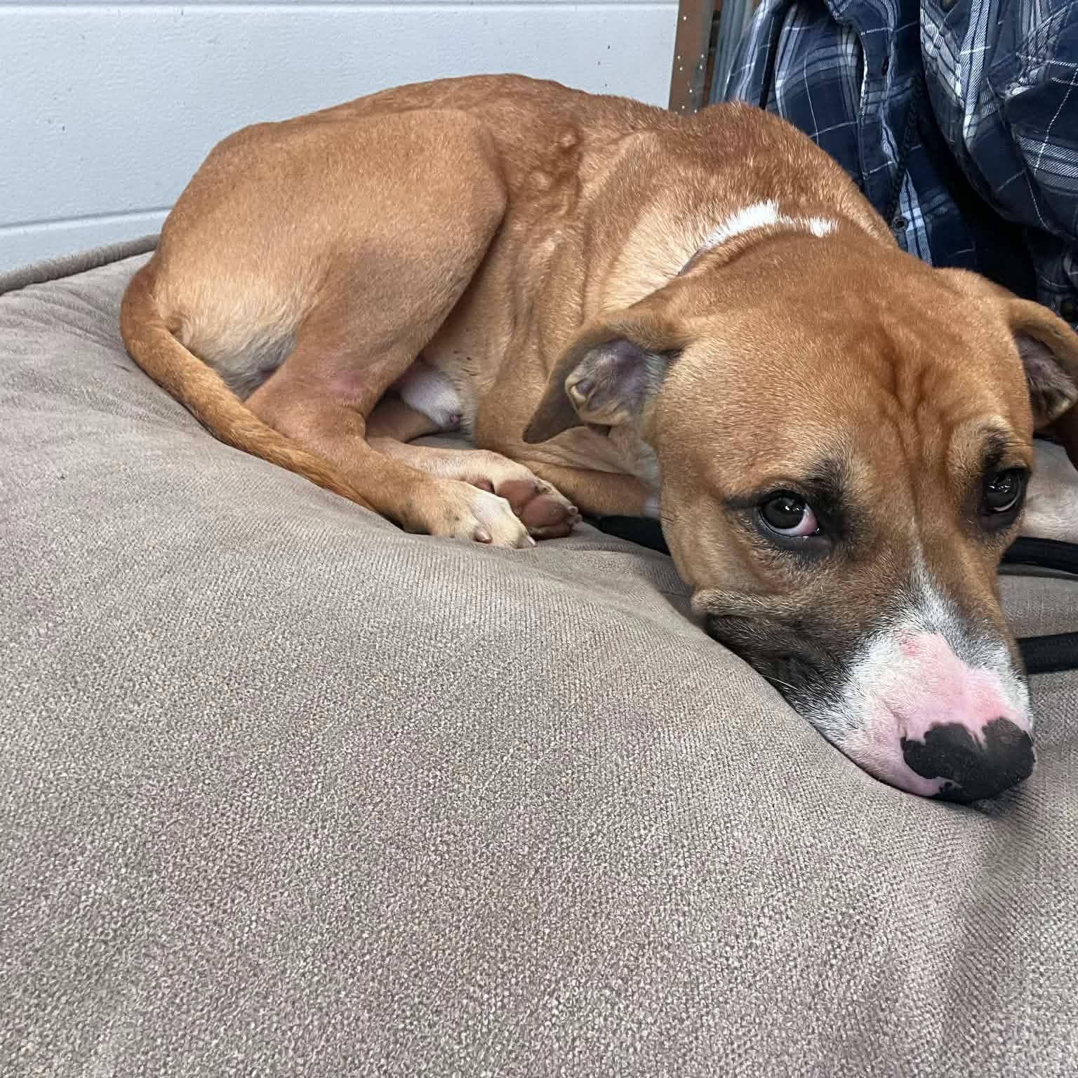 Kevin, ADOPTABLE, Young Male American Bully.