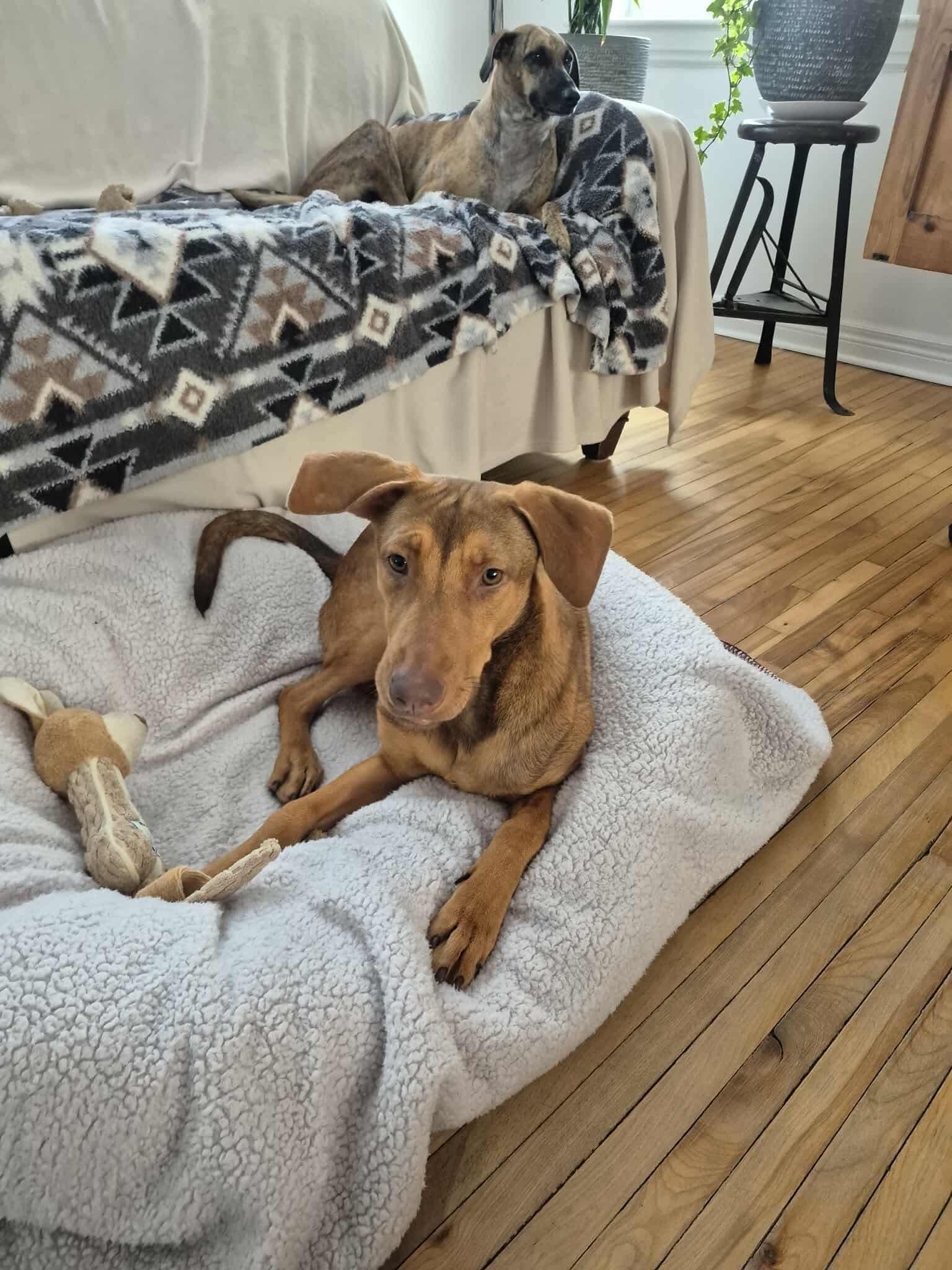 Aubrey, adopted, Young Female Chocolate Labrador Retriever.