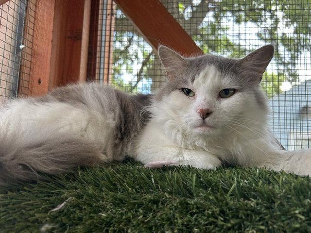Doctor Doolittle, Adoptable, Adult Male Domestic Long Hair.