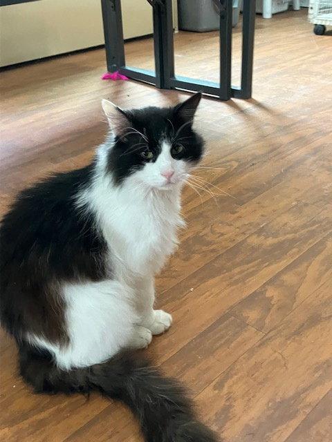 Enlarge Benjamin Buttons, a Adoptable Domestic Long Hair in Chicago, IL image 1/2