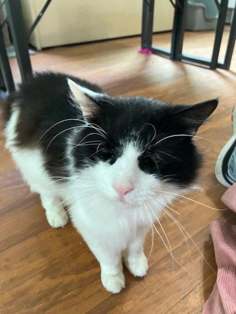 Enlarge Benjamin Buttons, a Adoptable Domestic Long Hair in Chicago, IL image 2/2
