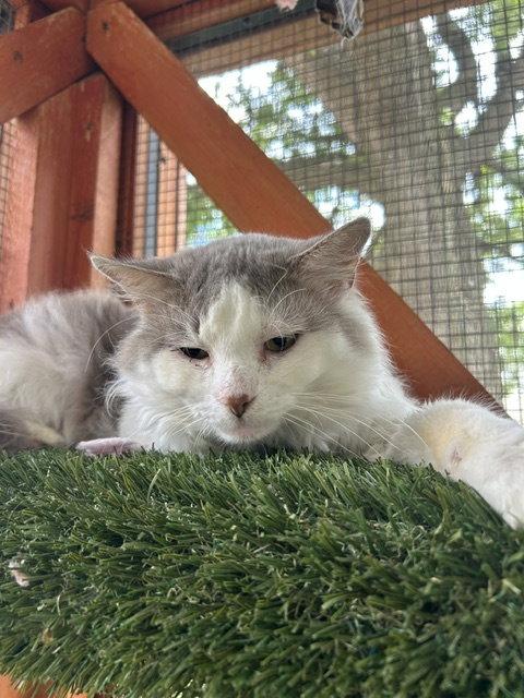 Enlarge Doctor Doolittle, a Adoptable Domestic Long Hair in Chicago, IL image 2/2
