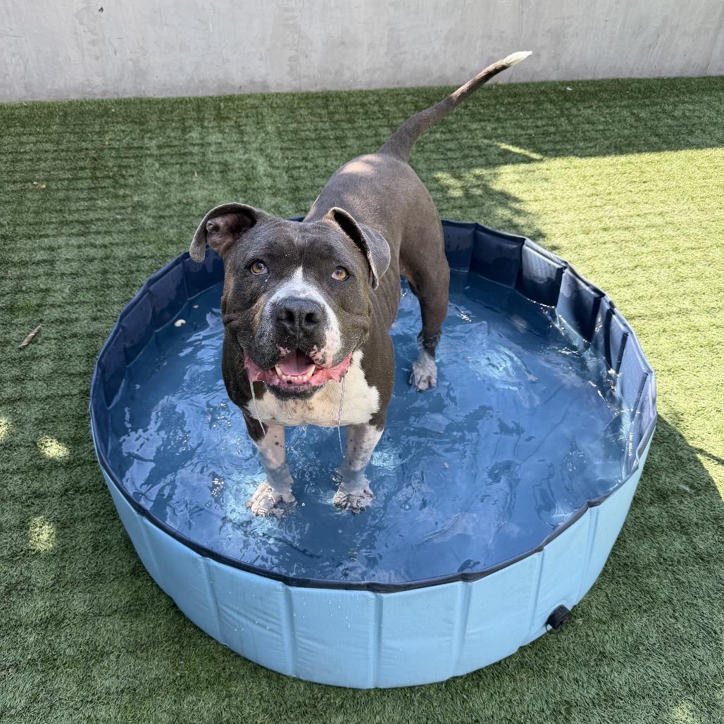 Enlarge Boda, a Adoptable Pit Bull Terrier in Pasadena, CA image 1/6