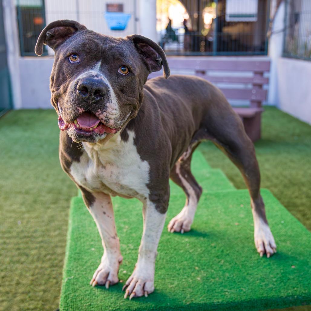 Boda, Adoptable, Adult Male Pit Bull Terrier.