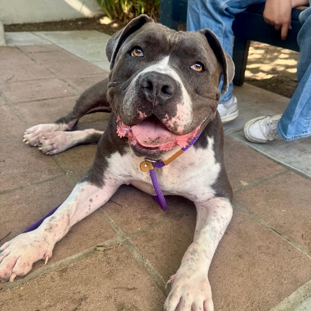 Boda, Adoptable, Adult Male Pit Bull Terrier.