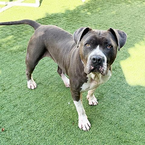 Enlarge Boda, a Adoptable Pit Bull Terrier in Pasadena, CA image 4/6