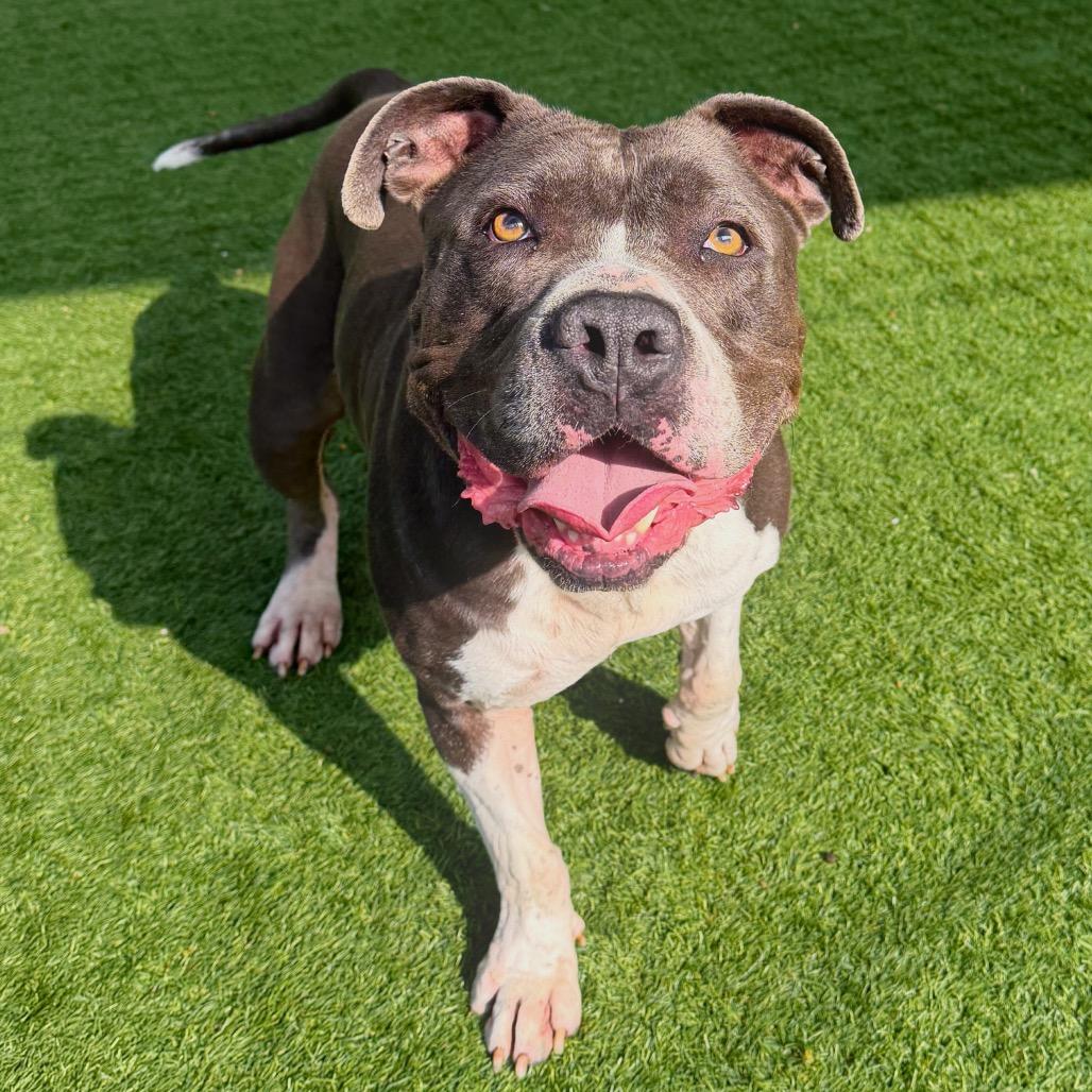 Enlarge Boda, a Adoptable Pit Bull Terrier in Pasadena, CA image 3/6