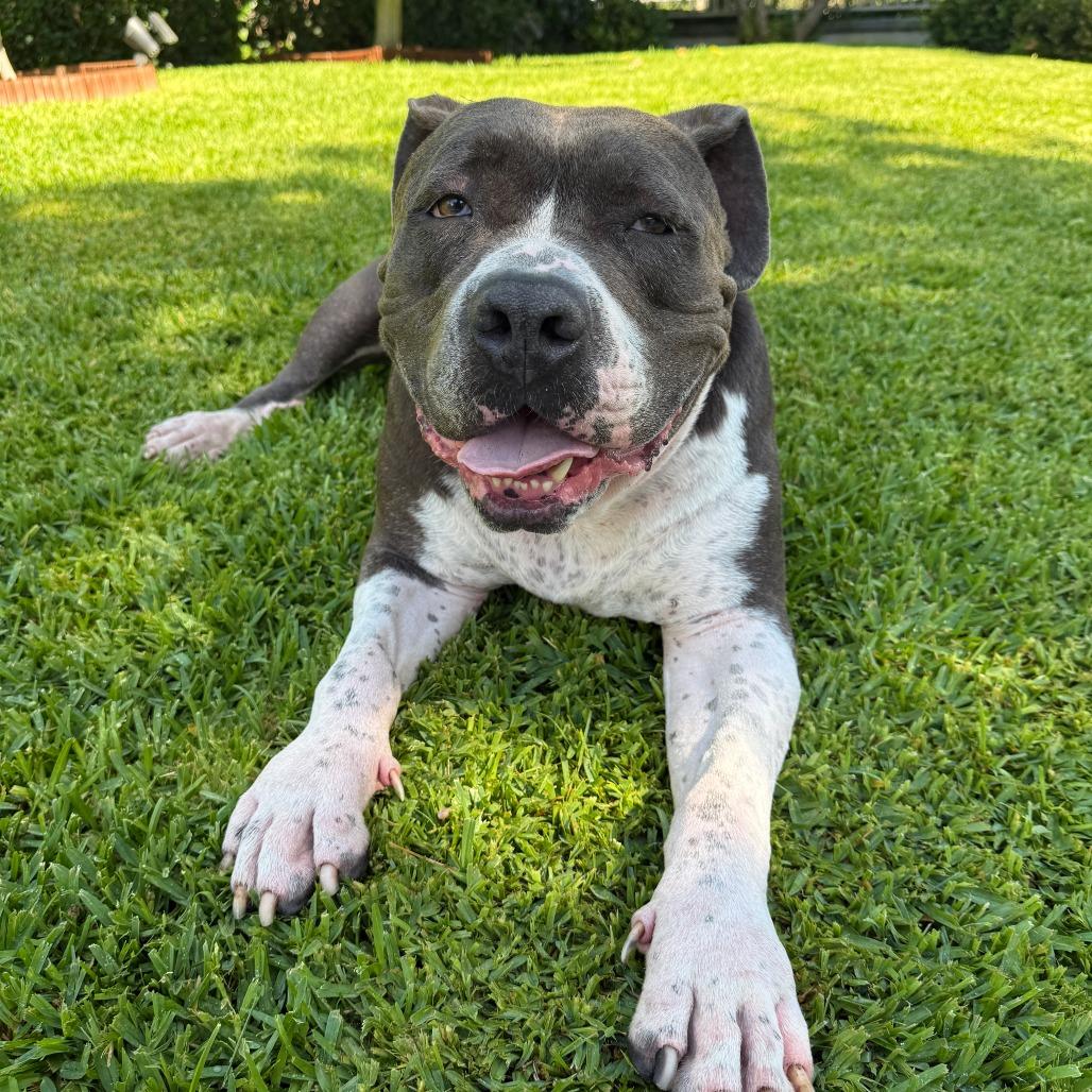 Enlarge Boda, a Adoptable Pit Bull Terrier in Pasadena, CA image 2/6
