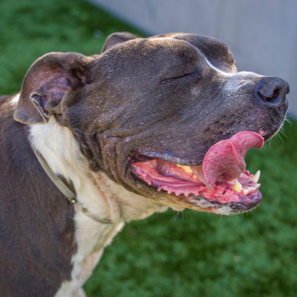 Enlarge Boda, a Adoptable Pit Bull Terrier in Pasadena, CA image 6/6