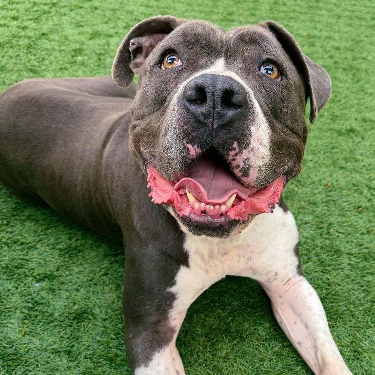 Enlarge Boda, a Adoptable Pit Bull Terrier in Pasadena, CA image 2/5