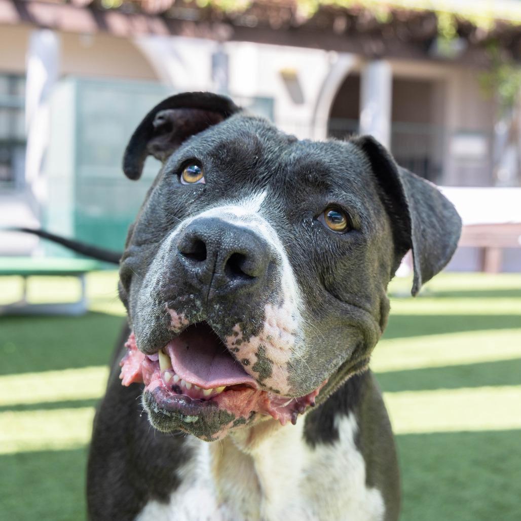 Boda, a Adoptable Pit Bull Terrier in Pasadena, CA image 2/5