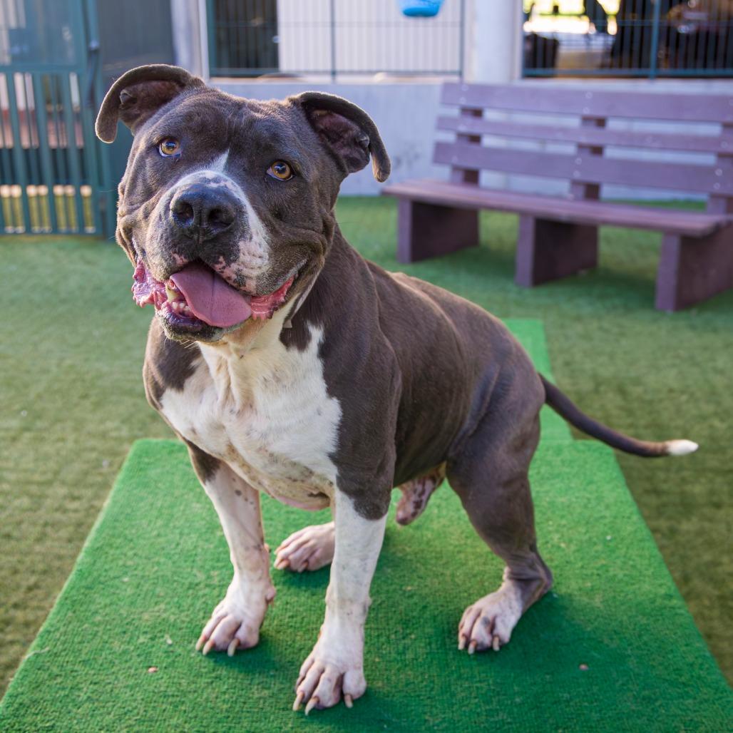 Boda, a Adoptable Pit Bull Terrier in Pasadena, CA image 3/5
