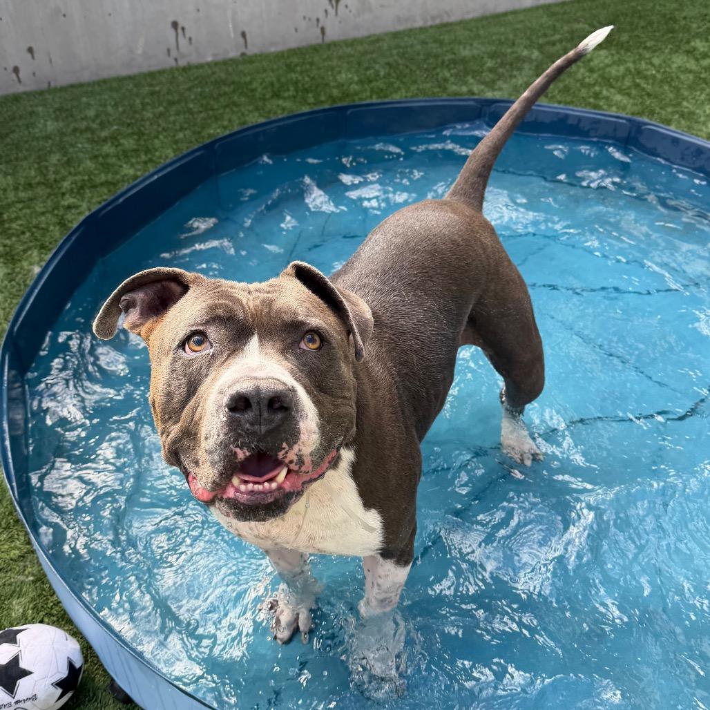 Enlarge Boda, a Adoptable Pit Bull Terrier in Pasadena, CA image 6/6