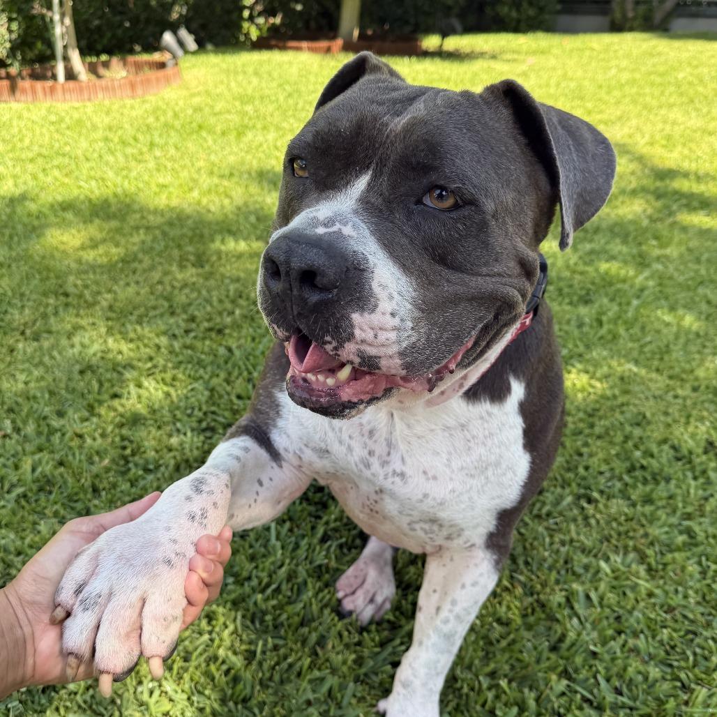 Enlarge Boda, a Adoptable Pit Bull Terrier in Pasadena, CA image 5/6