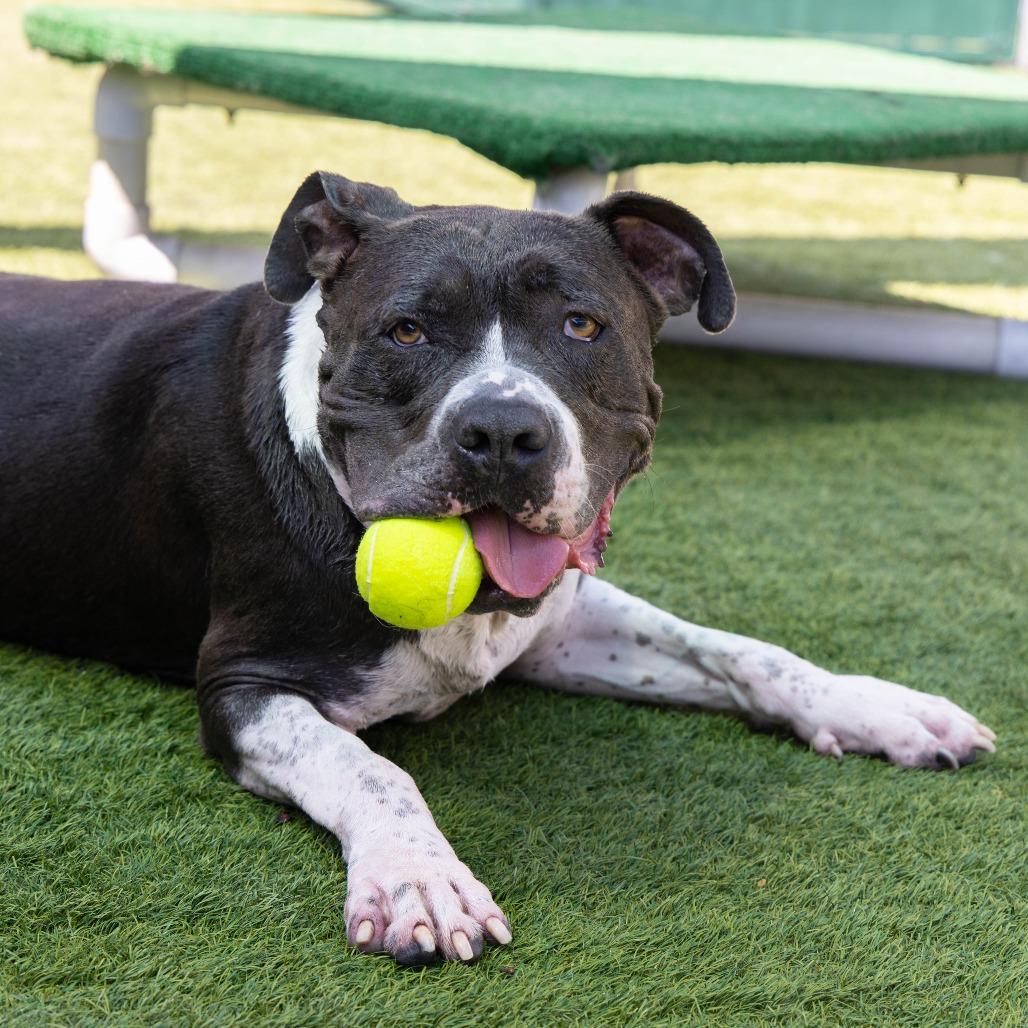 Enlarge Boda, a Adoptable Pit Bull Terrier in Pasadena, CA image 6/6
