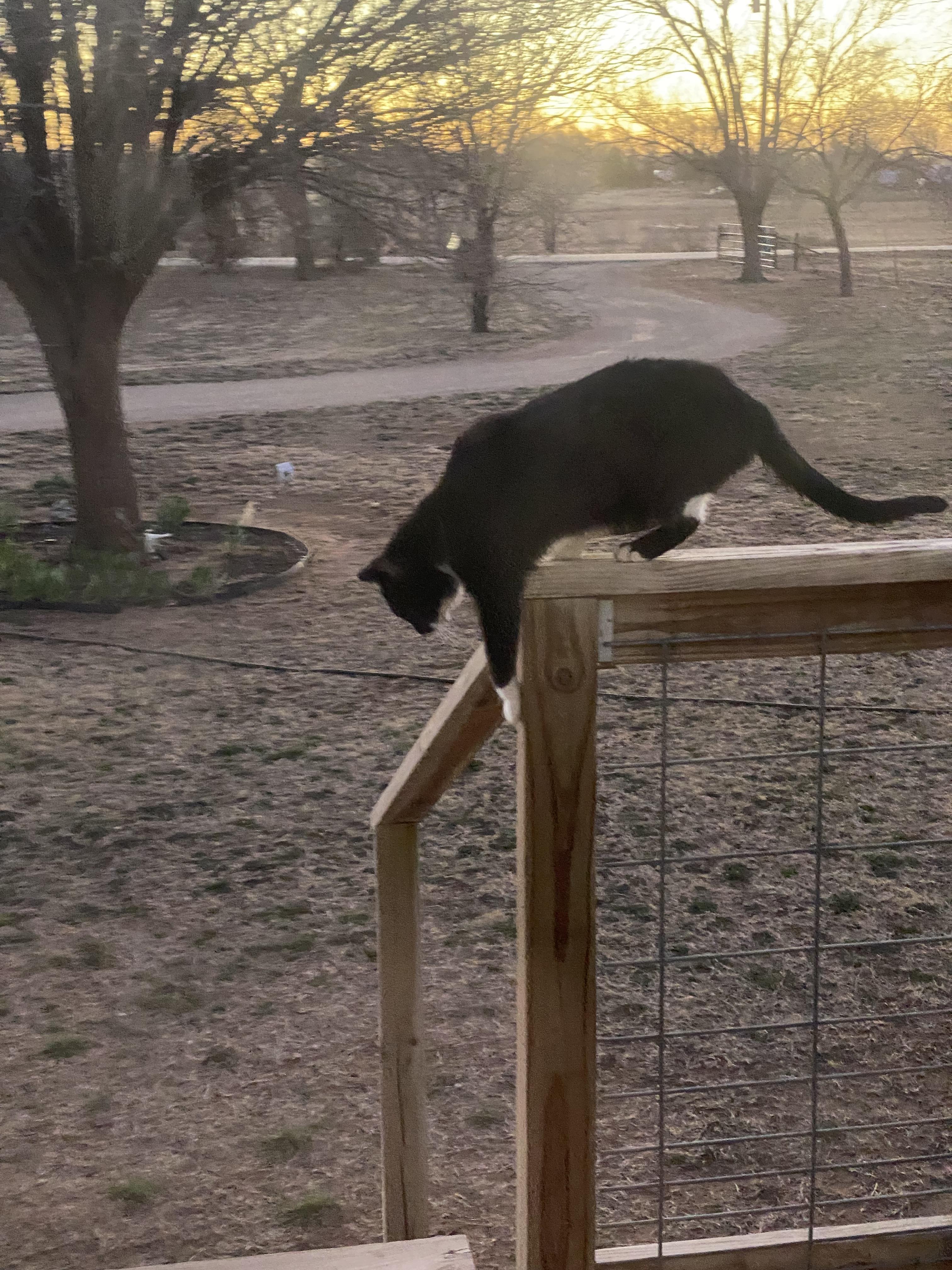Bunny, an adoptable Domestic Short Hair in Snyder, TX, 79550 | Photo Image 1