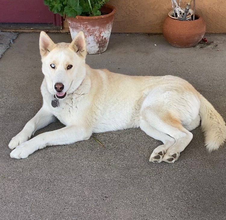 Nikko aka Ice, a Adoptable mixed breed in Beverly Hills, CA image 2/5