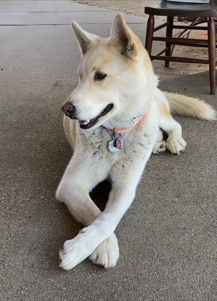 Nikko aka Ice, a Adoptable mixed breed in Beverly Hills, CA image 3/5