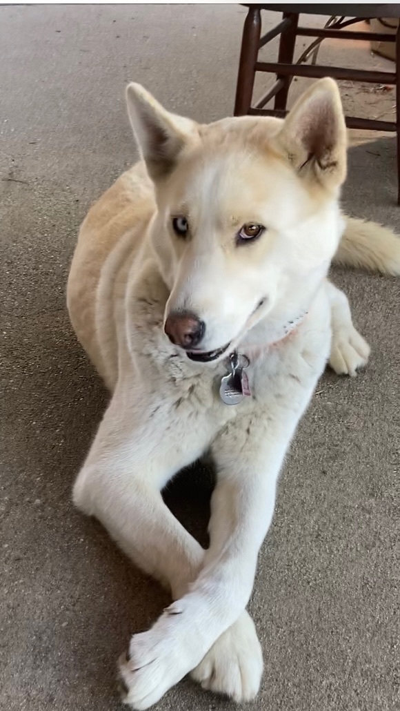 Nikko aka Ice, a Adoptable mixed breed in Beverly Hills, CA image 4/5