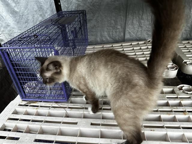 Enlarge Marilyn Monroe, an adopted mixed breed in Middletown, VA image 4/6