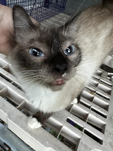 Enlarge Marilyn Monroe, an adopted mixed breed in Middletown, VA image 2/6