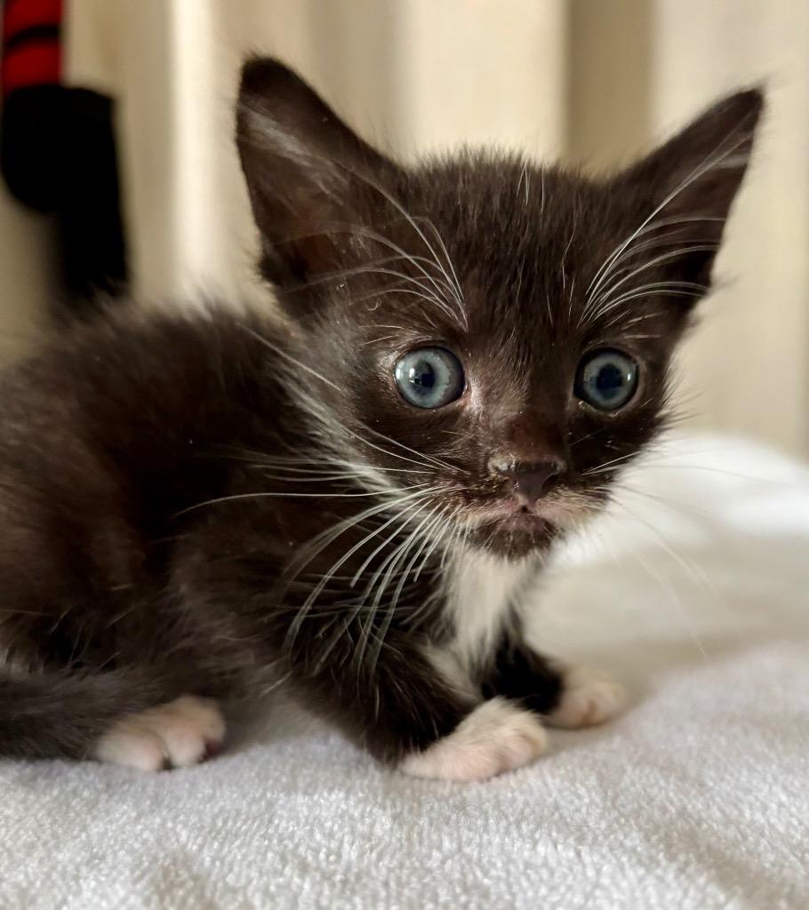 Showtime, Adoptable, Kitten Female Domestic Short Hair.
