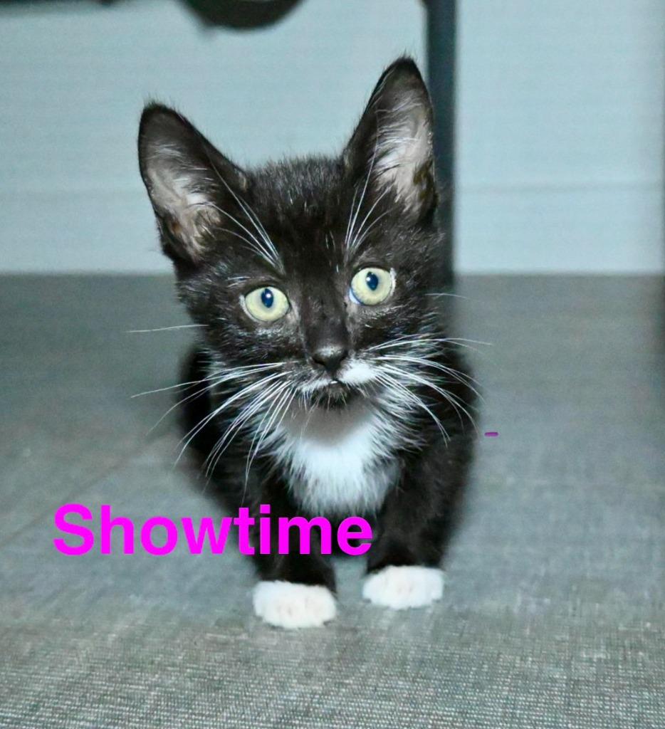 Enlarge Showtime, a Adoptable mixed breed in San Pedro, CA image 2/3