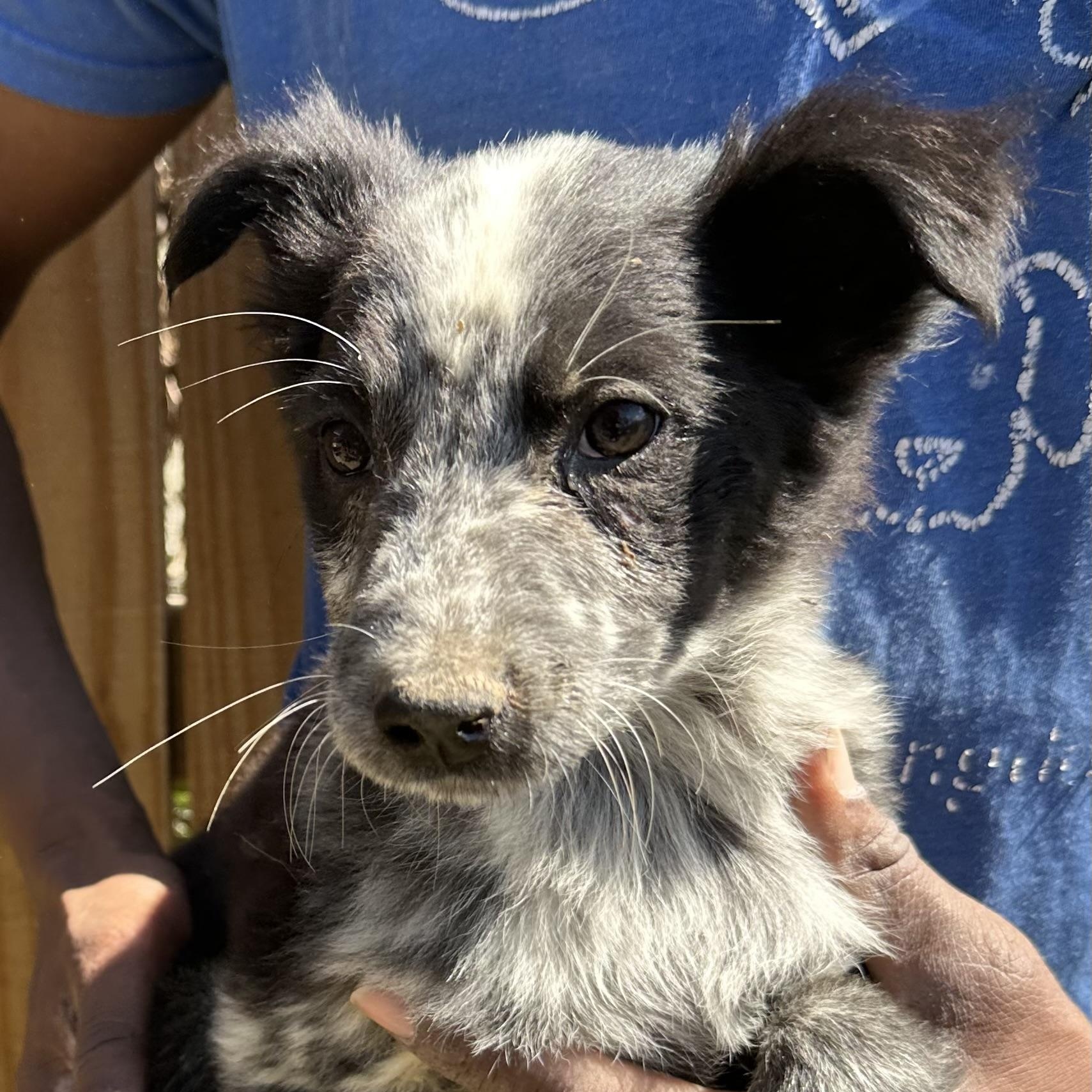 Enlarge Blue - Local May 22-24, an adoptable mixed breed in Westerly, RI image 6/6