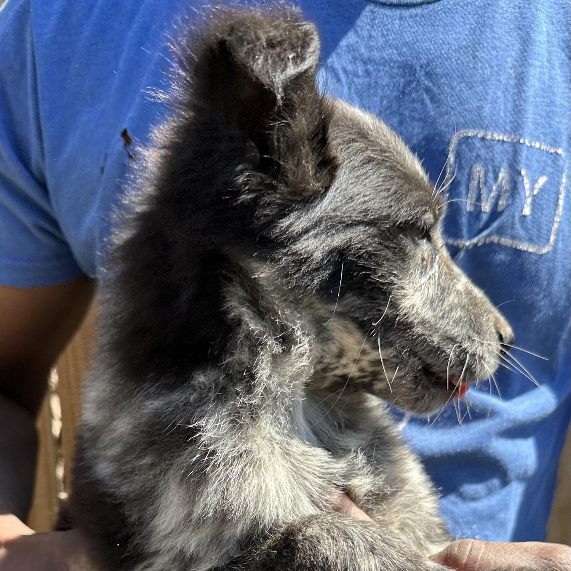 Enlarge Blue - Local May 22-24, an adoptable mixed breed in Westerly, RI image 3/6