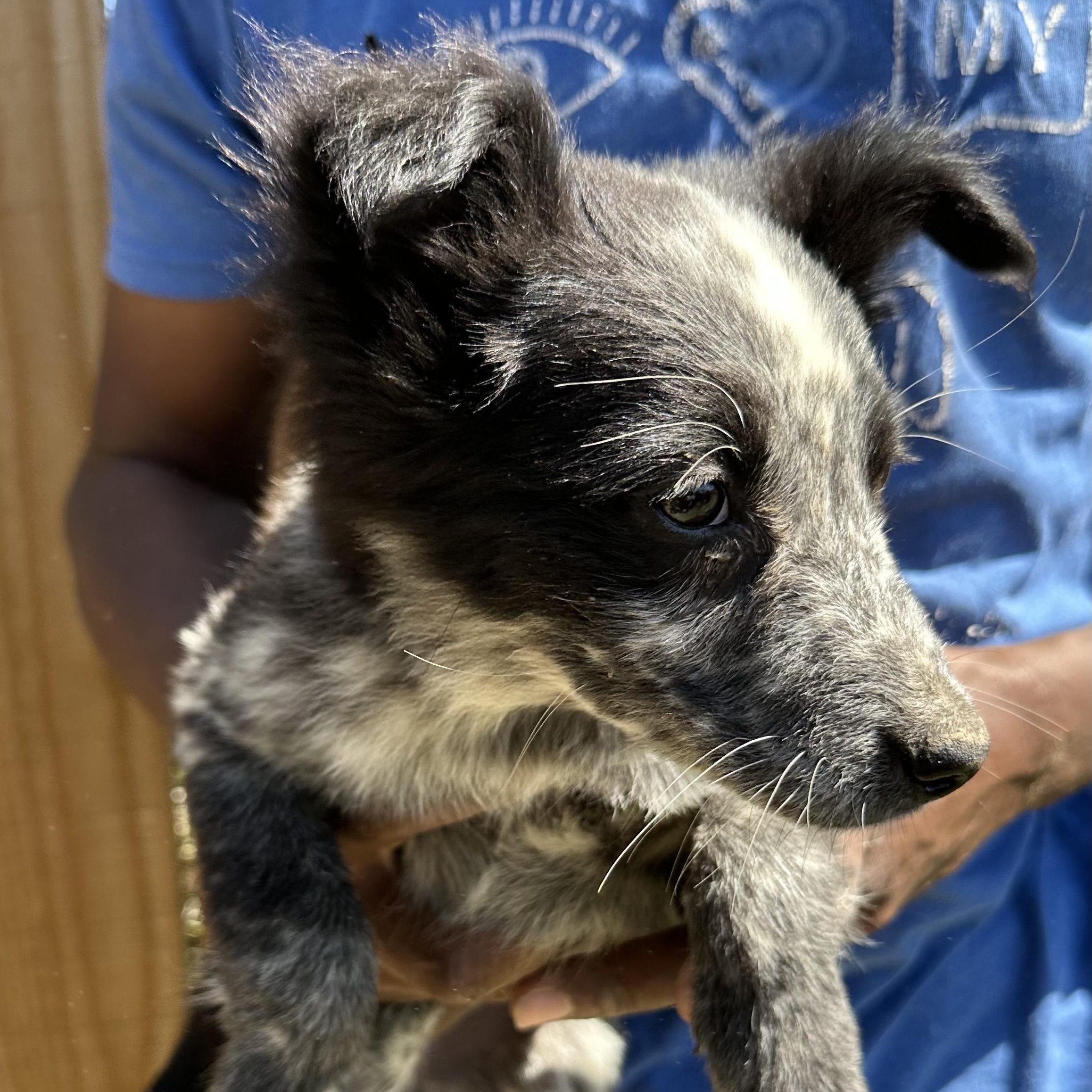 Enlarge Blue - Local May 22-24, an adoptable mixed breed in Westerly, RI image 5/6