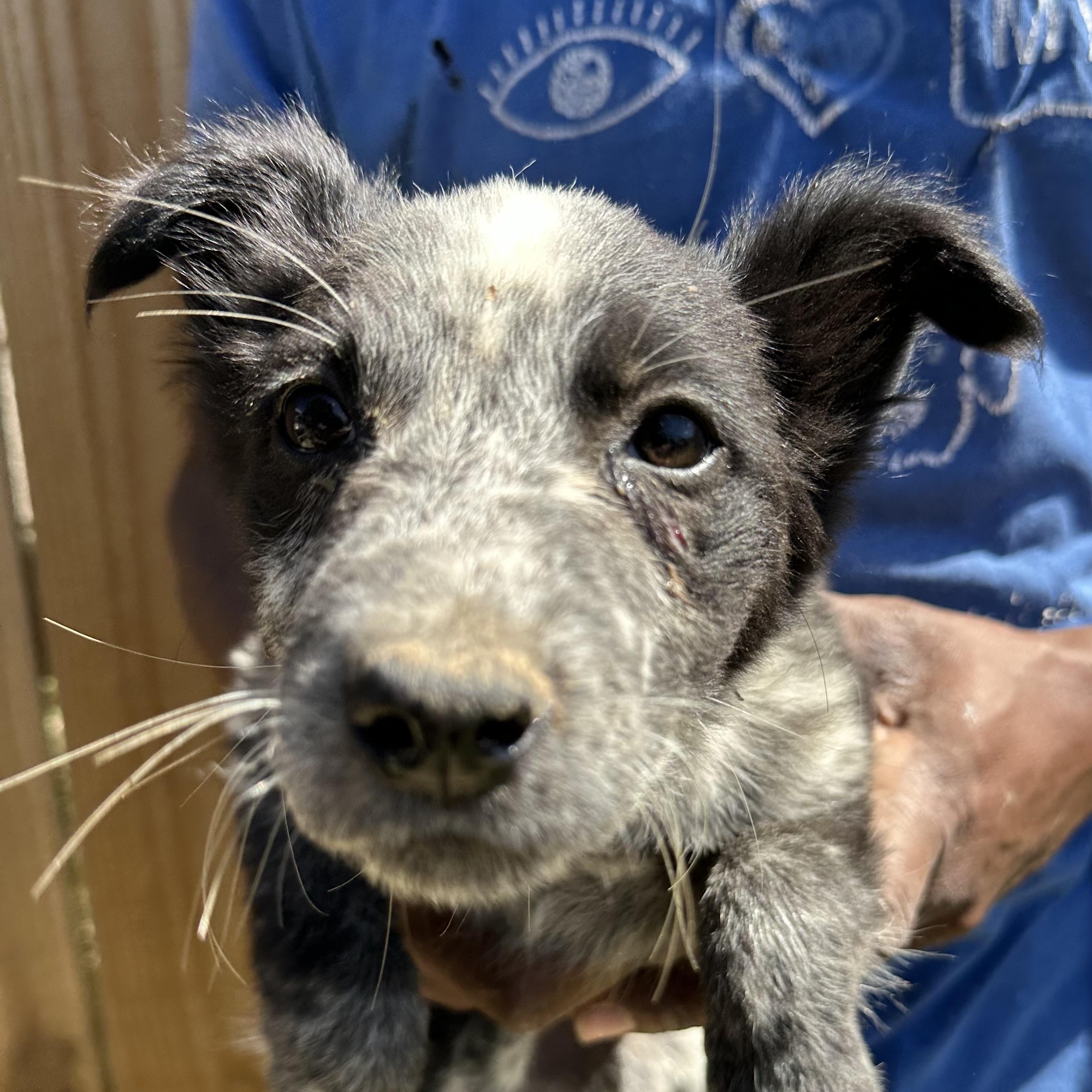 Enlarge Blue - Local May 22-24, an adoptable mixed breed in Westerly, RI image 2/6