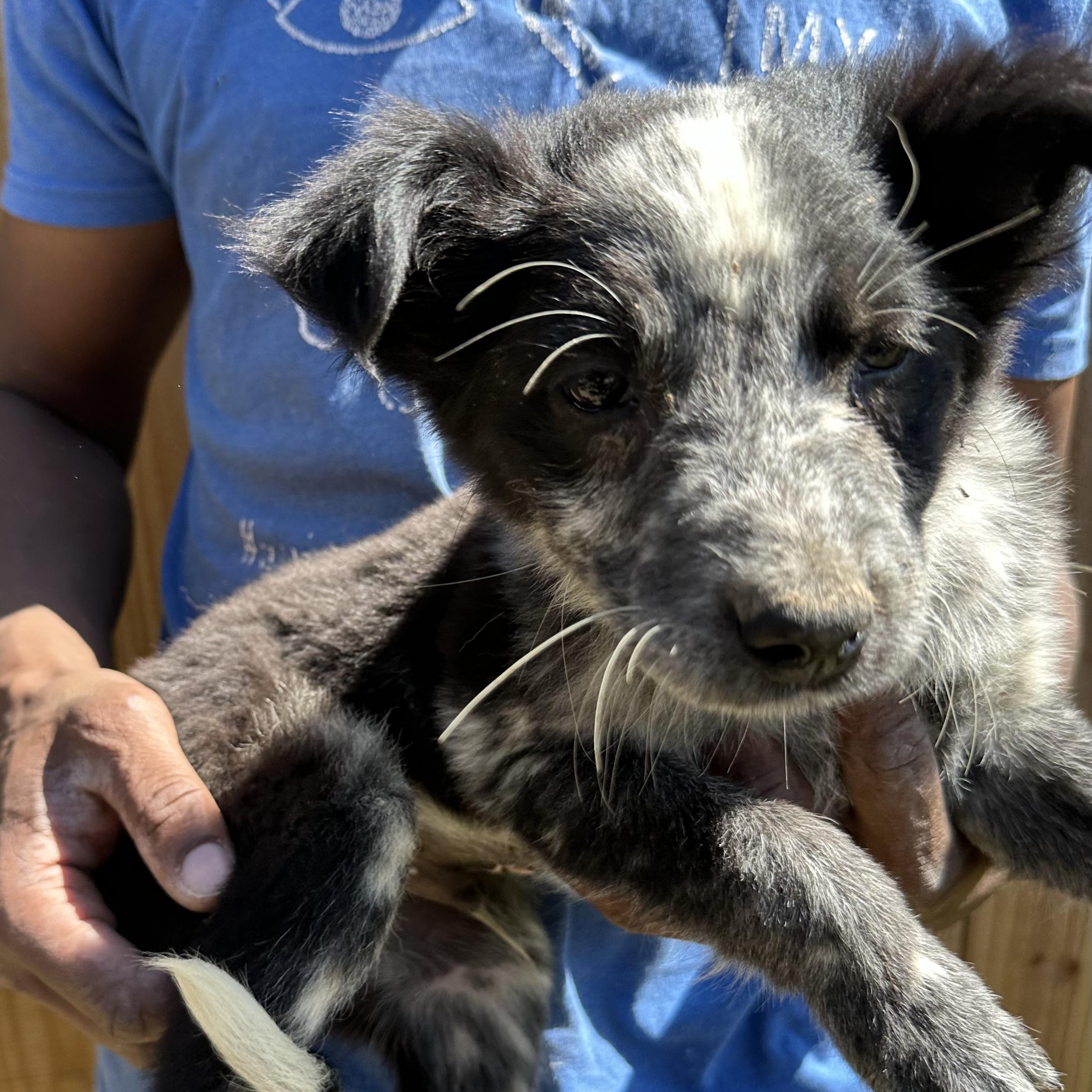 Enlarge Blue - Local May 22-24, an adoptable mixed breed in Westerly, RI image 4/6