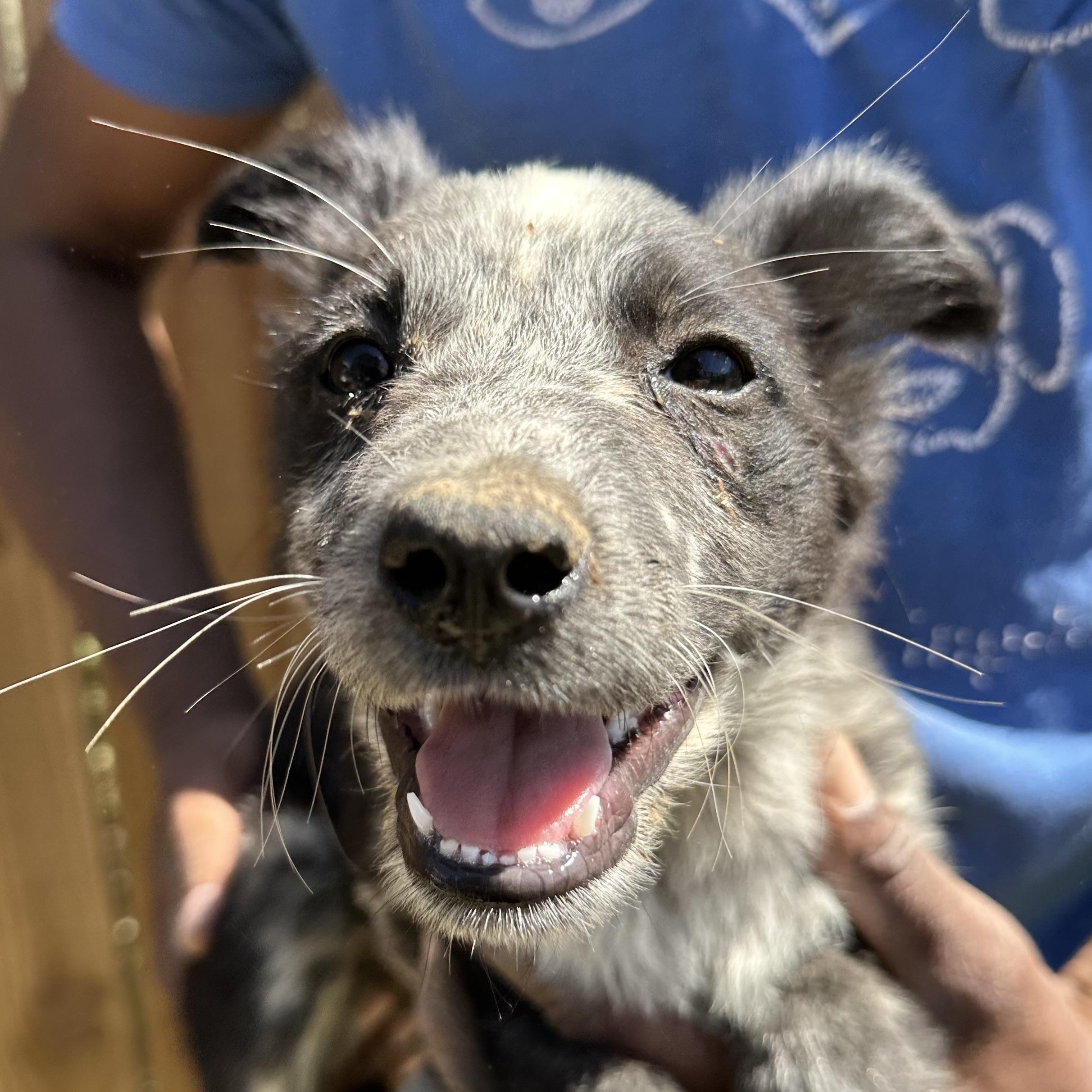Blue - Local May 22-24, adoptable, Puppy Male Australian Cattle Dog / Blue Heeler & Labrador Retriever.