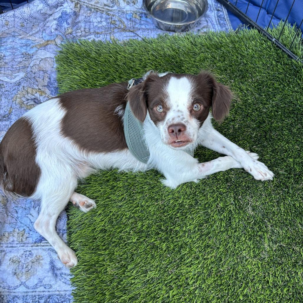 Dash, Adoptable, Young Male Cavalier King Charles Spaniel & Mixed Breed.