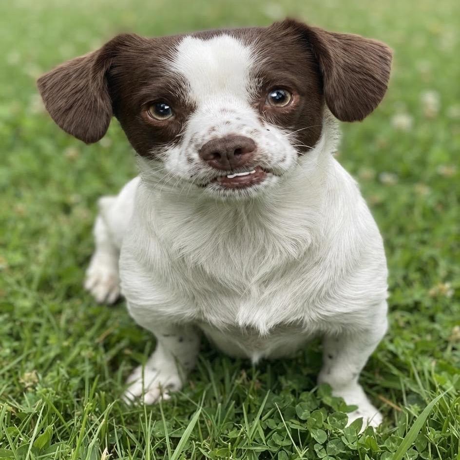 Enlarge Dash, a Adoptable mixed breed in Las Vegas, NV image 2/5