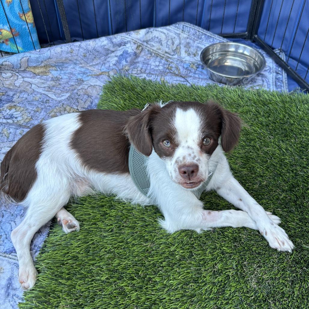 Enlarge Dash, a Adoptable mixed breed in Las Vegas, NV image 3/5