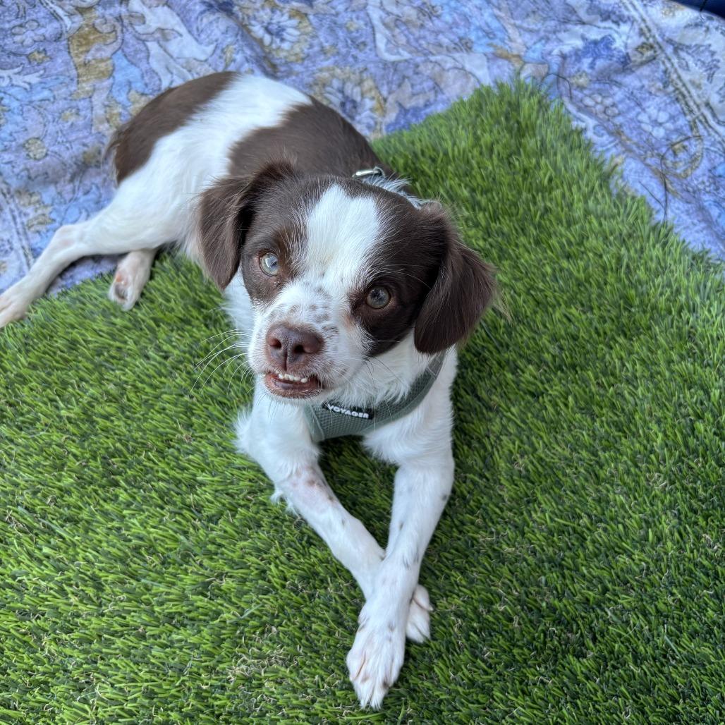 Enlarge Dash, a Adoptable mixed breed in Las Vegas, NV image 4/5