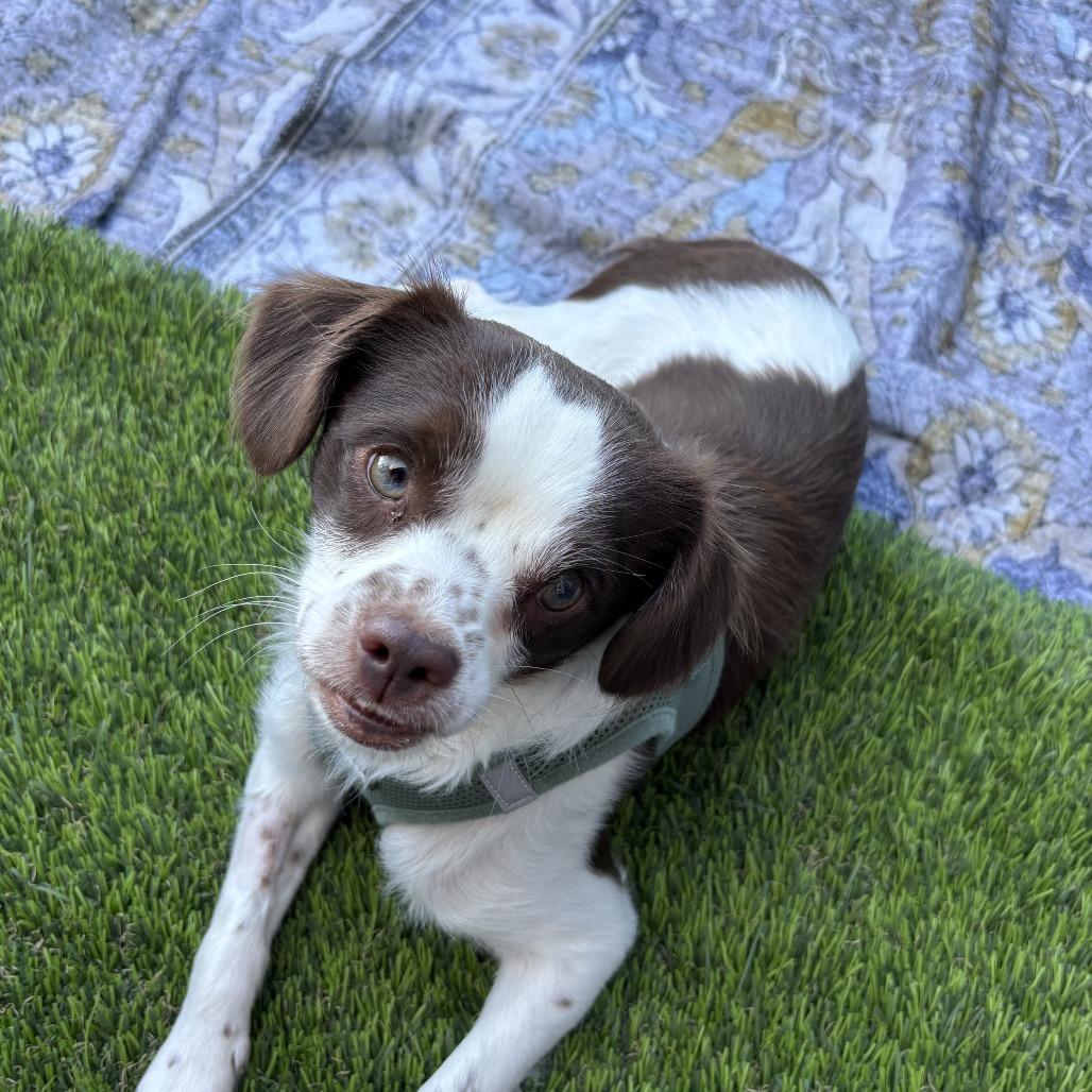 Enlarge Dash, a Adoptable mixed breed in Las Vegas, NV image 5/5