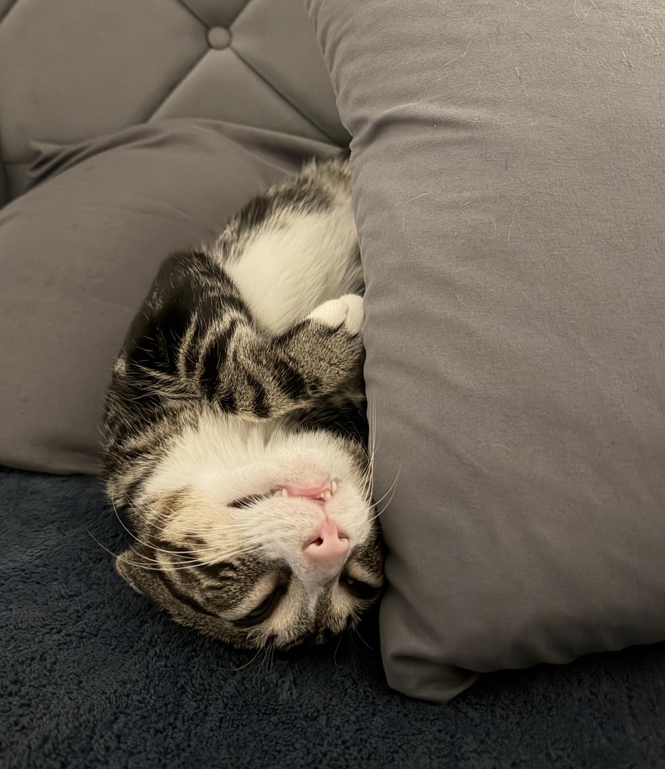 Teriyaki, ADOPTABLE, Young Male Domestic Short Hair.