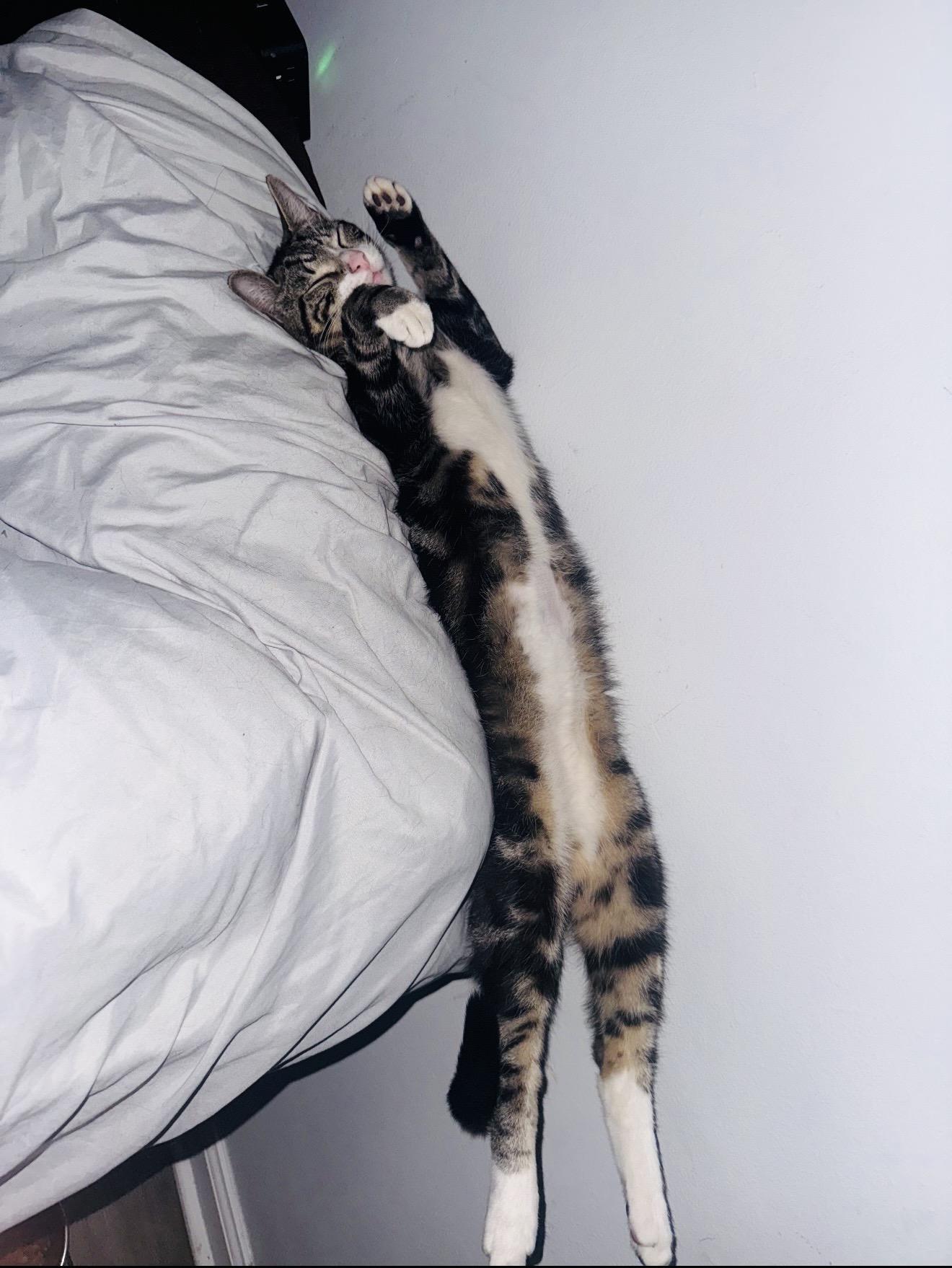 Enlarge Teriyaki, a ADOPTABLE Domestic Short Hair in Brooklyn , NY image 6/6