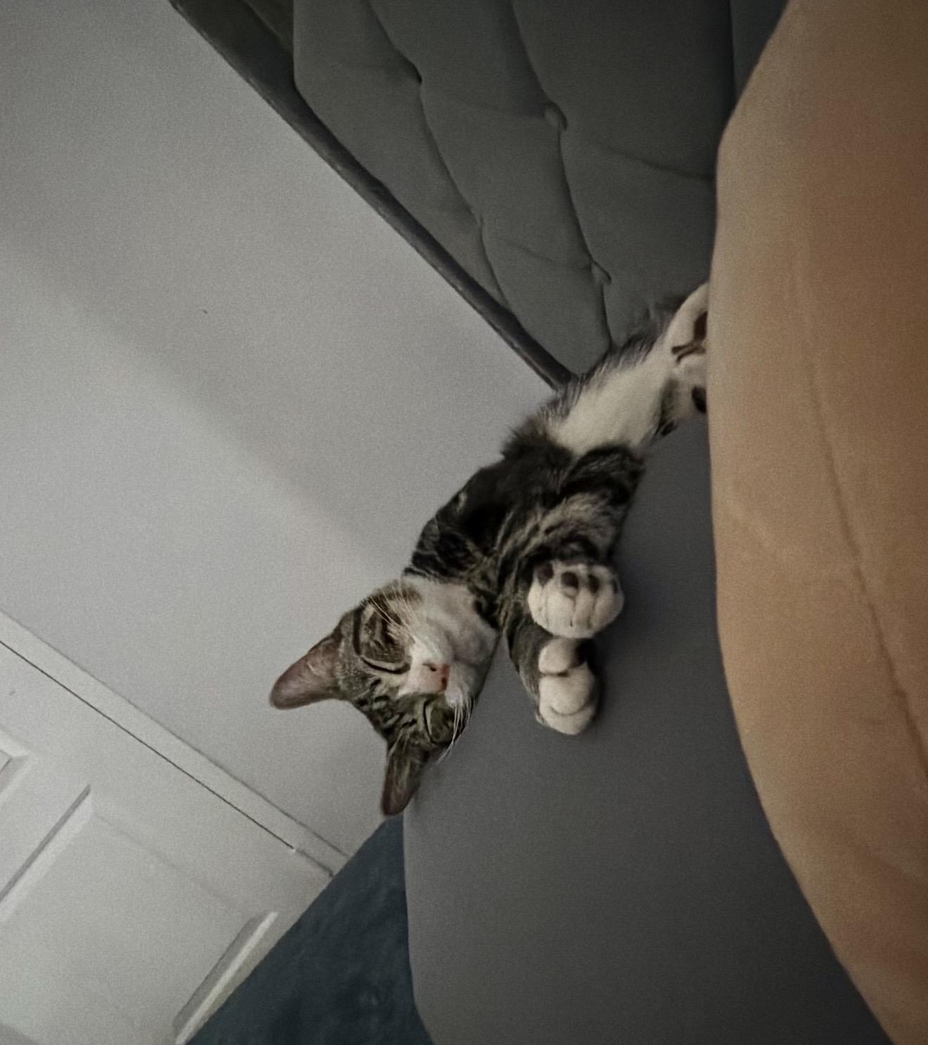 Enlarge Teriyaki, a ADOPTABLE Domestic Short Hair in Brooklyn , NY image 2/6