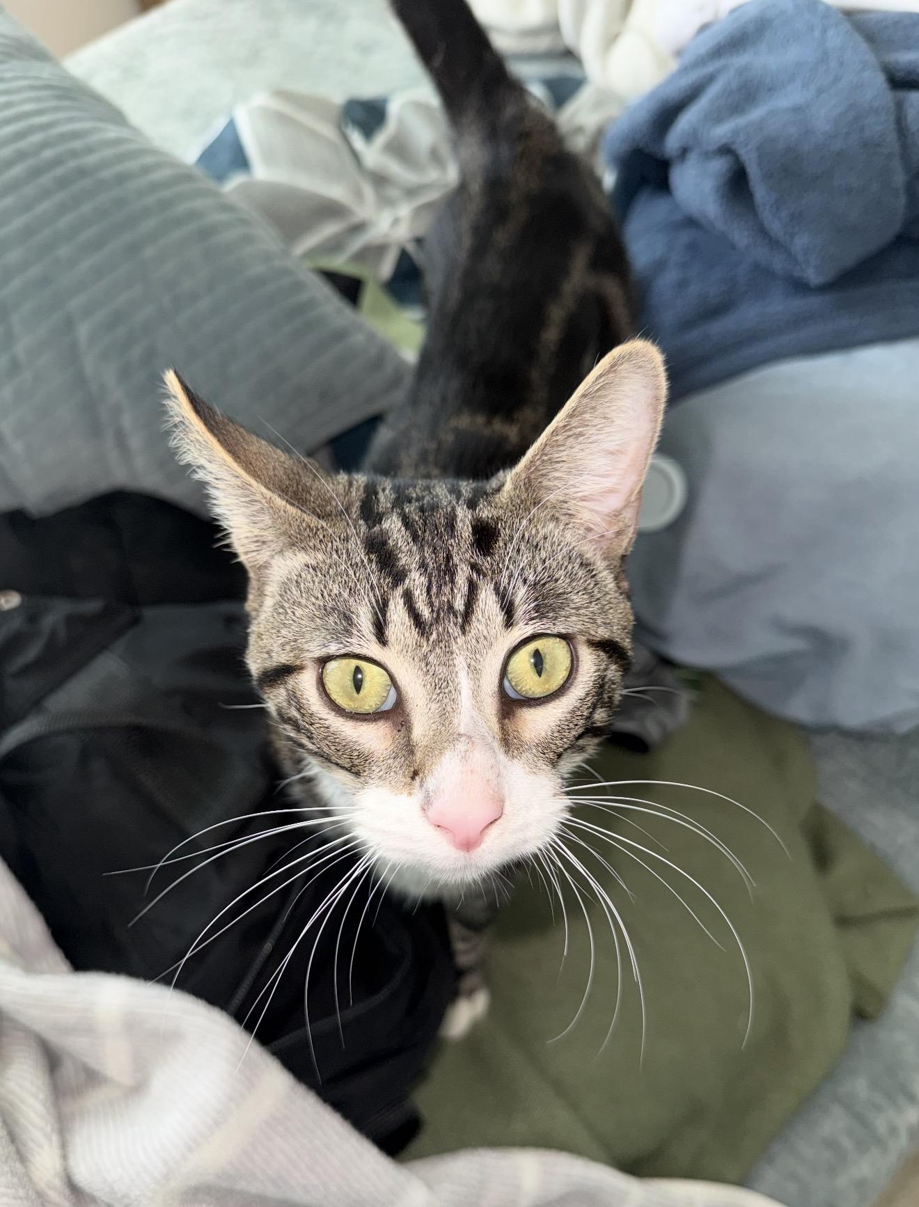 Enlarge Teriyaki, a ADOPTABLE Domestic Short Hair in Brooklyn , NY image 5/6