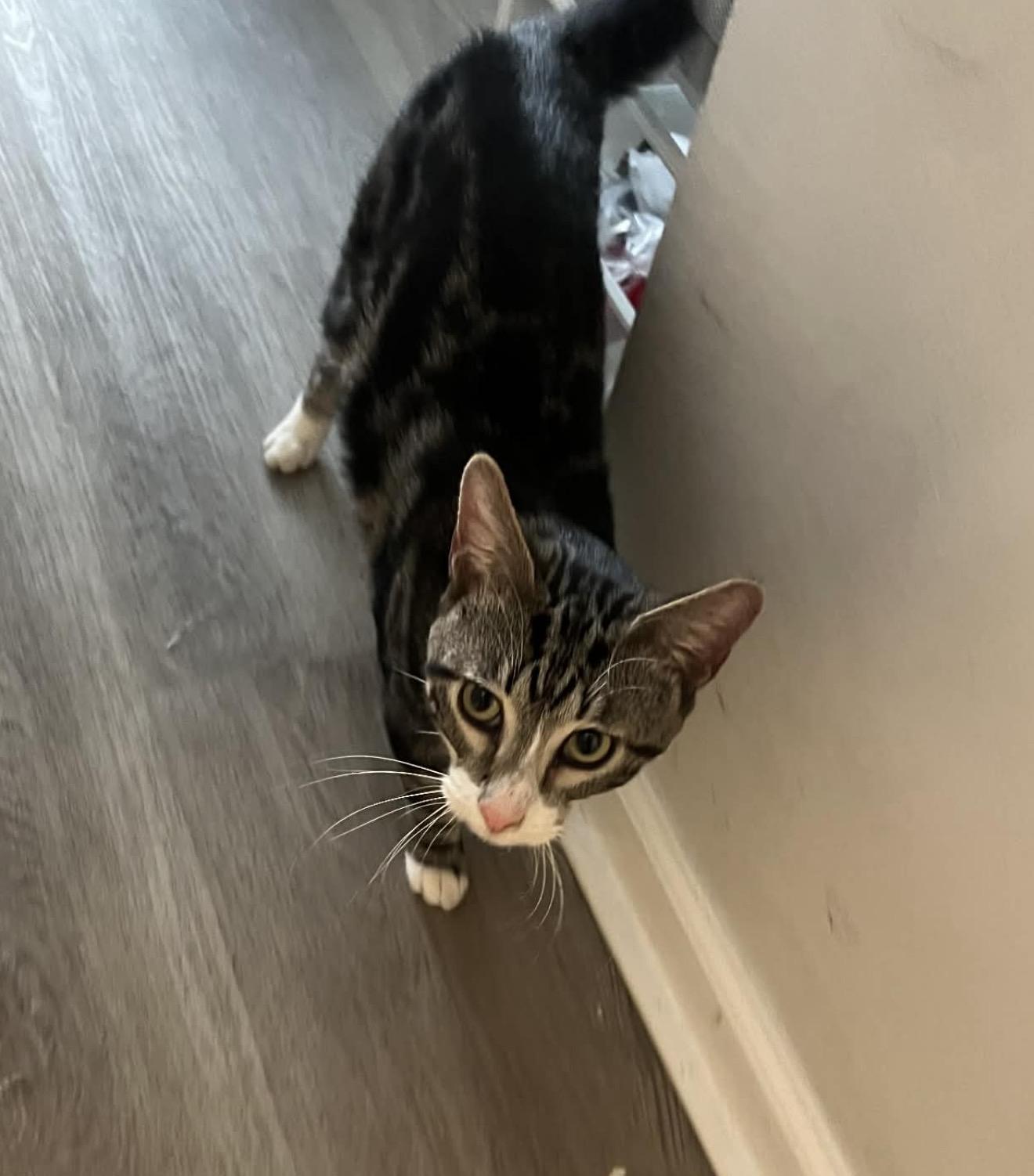 Enlarge Teriyaki, a ADOPTABLE Domestic Short Hair in Brooklyn , NY image 4/6