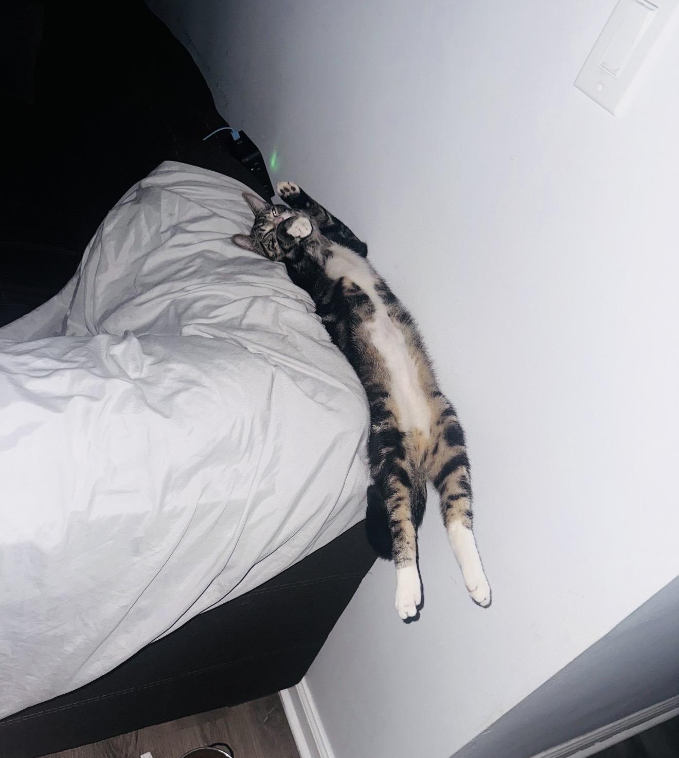 Enlarge Teriyaki, a ADOPTABLE Domestic Short Hair in Brooklyn , NY image 3/6