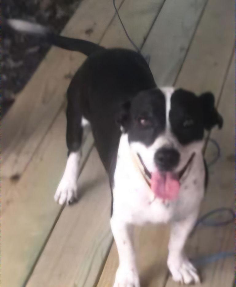 Shorty Martin, Adoptable, Senior Male Labrador Retriever & Border Collie.