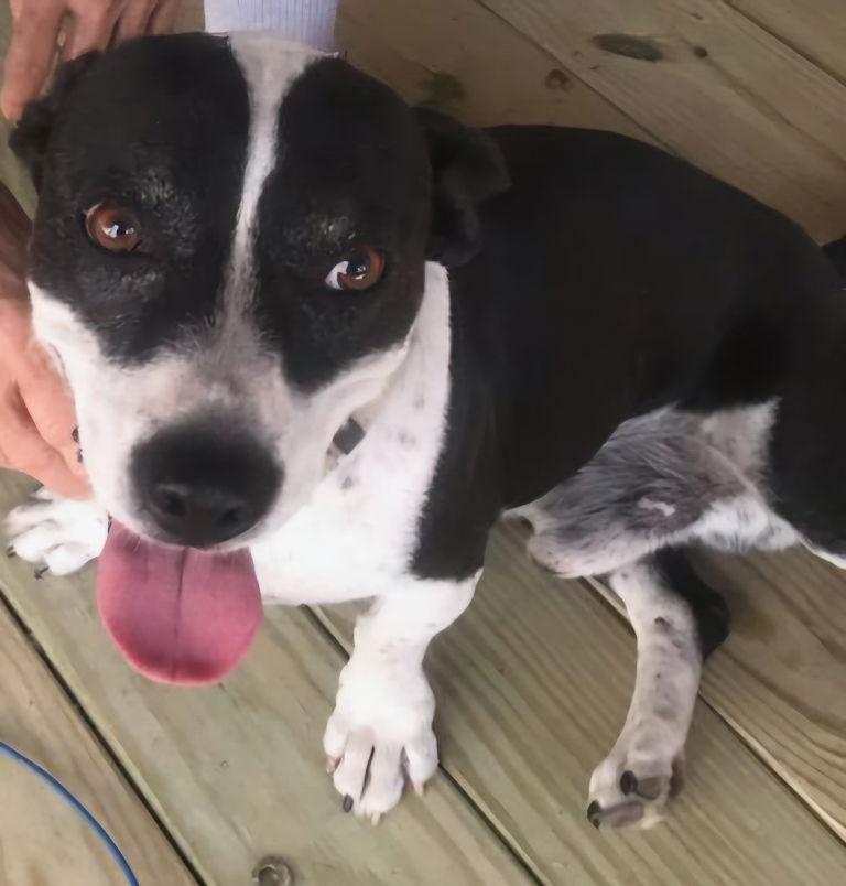 Enlarge Shorty Martin, a Adoptable mixed breed in San Antonio, TX image 3/3