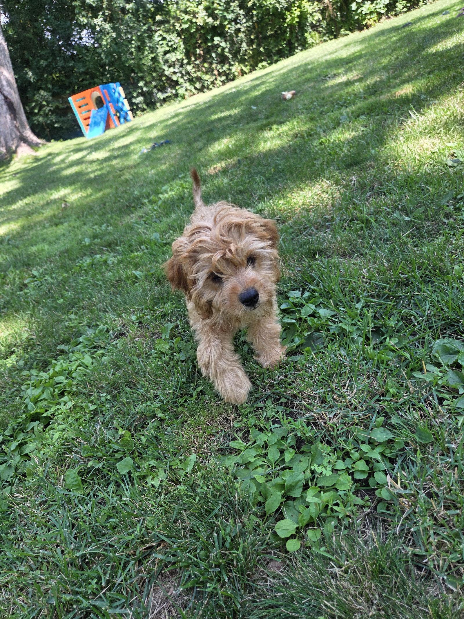 Ned, Adopted, Puppy Male Cavalier King Charles Spaniel & Poodle.