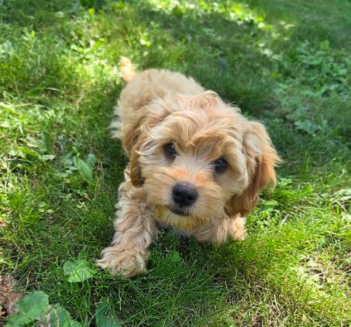 Ned, a Adopted mixed breed in Brooklyn Center, MN image 2/3